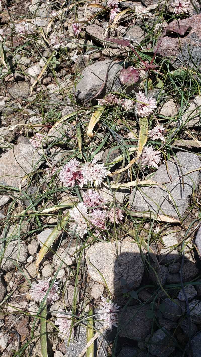Allium obtusum var. obtusum photo 3