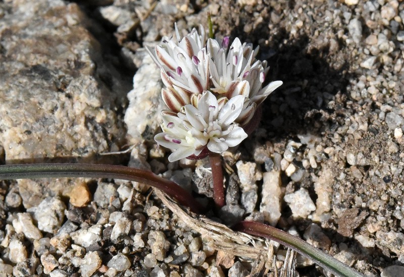 Allium obtusum var. obtusum photo 5
