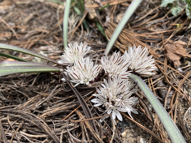 Allium obtusum var. obtusum photo 6