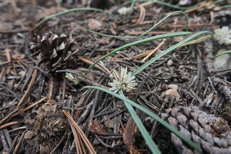 Allium obtusum var. obtusum photo 7