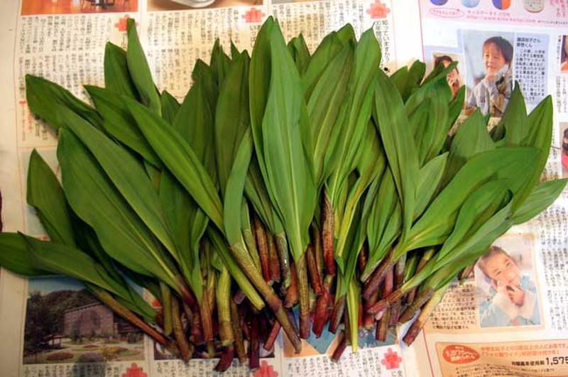 Allium ochotense