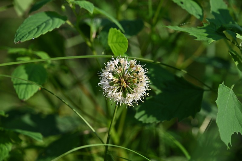 Allium ochotense photo 2