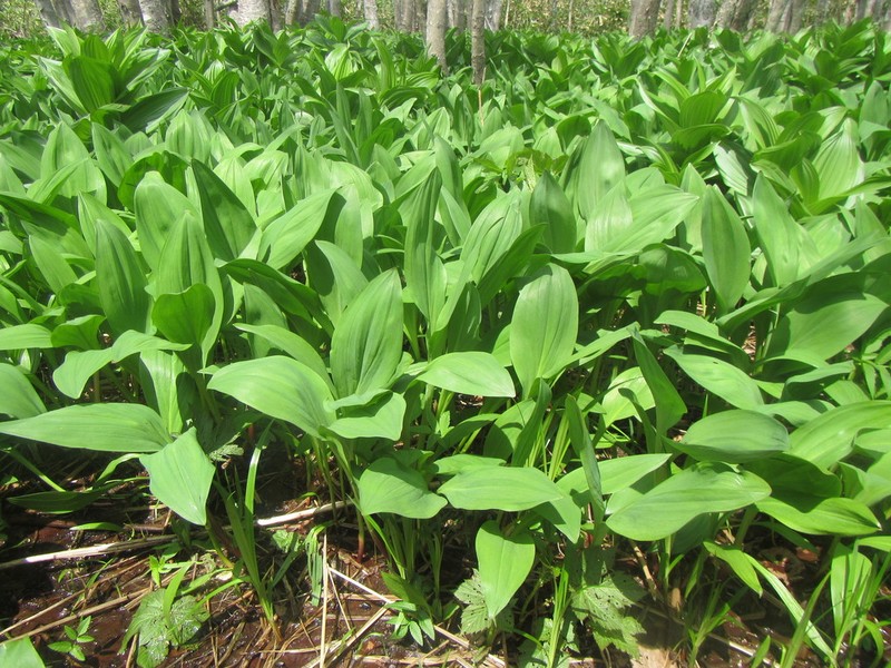 Allium ochotense photo 3
