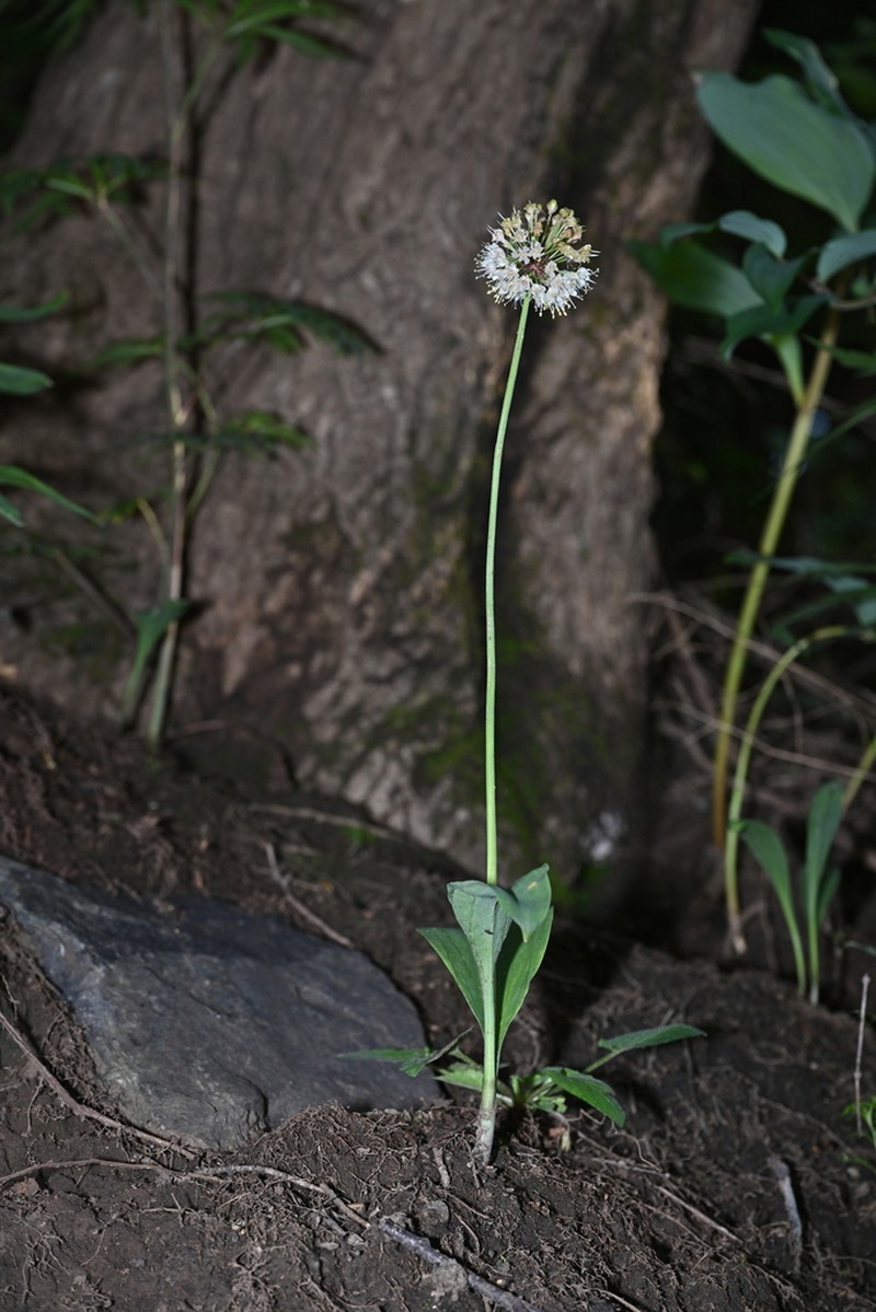 Allium ochotense photo 4
