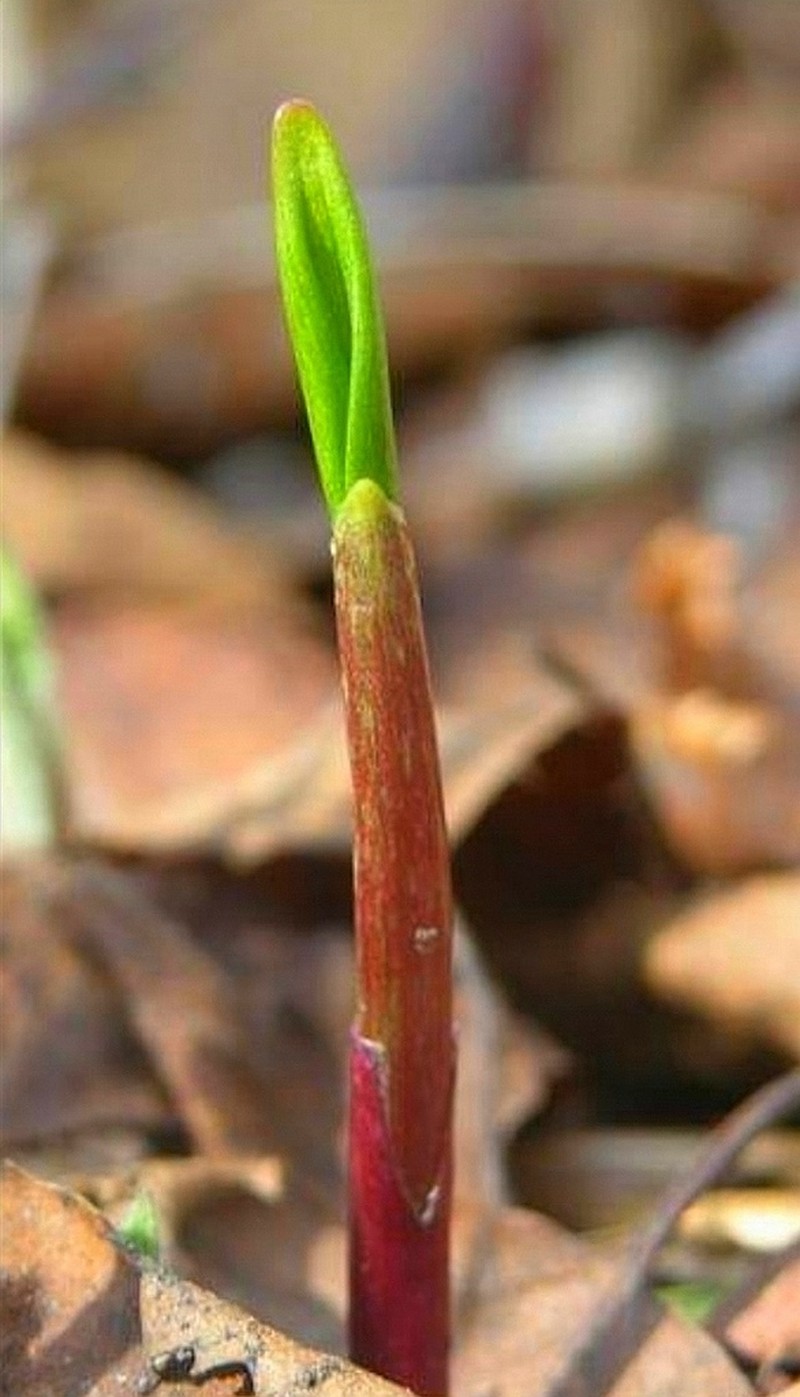 Allium ochotense photo 5