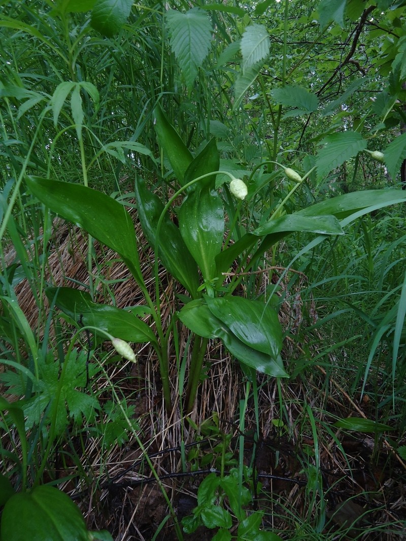Allium ochotense photo 7
