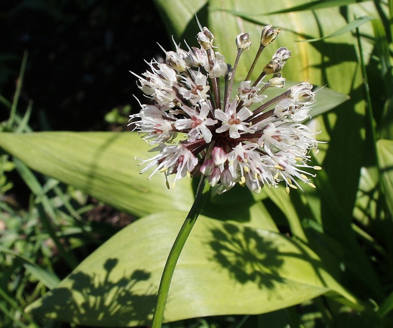 Allium ochotense photo 8