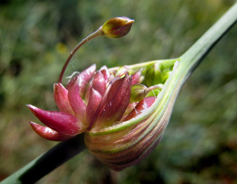 Field Garlic