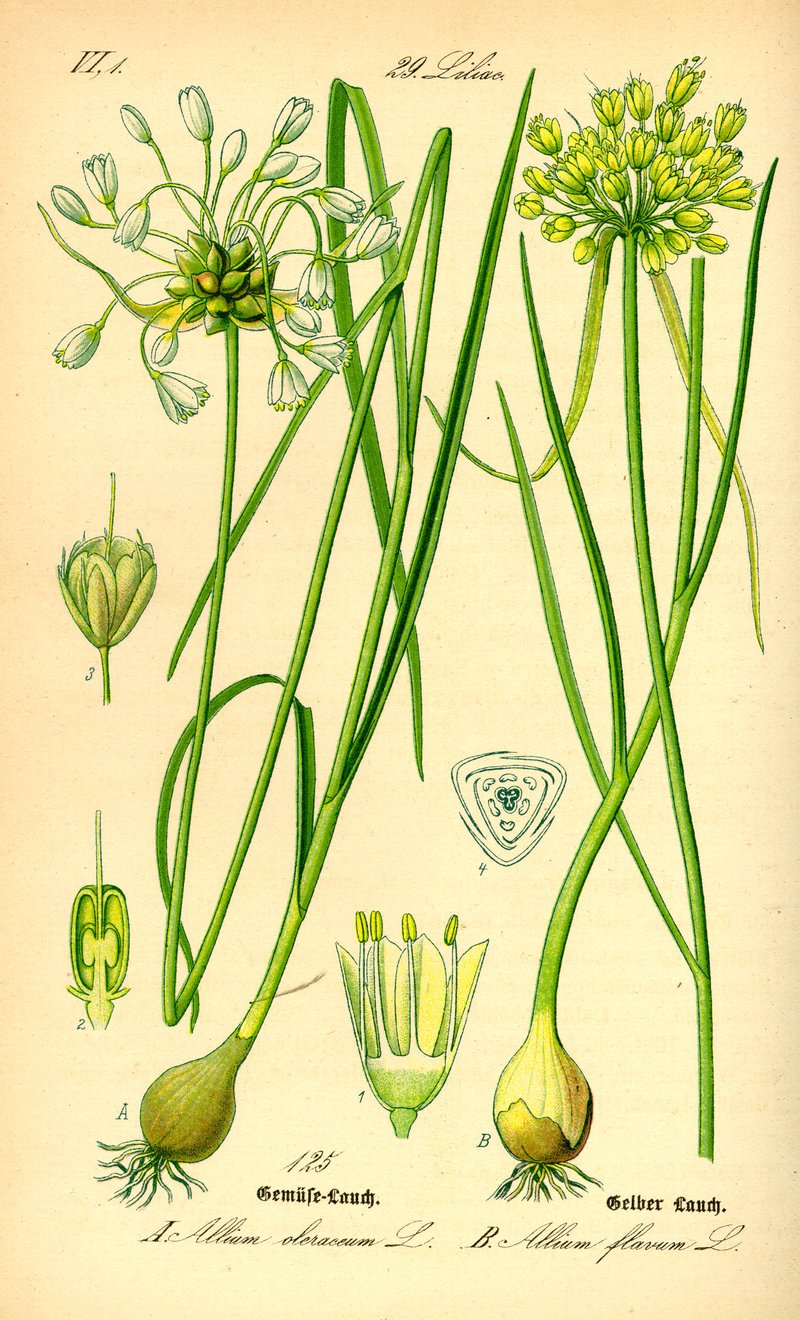 Field Garlic photo 2