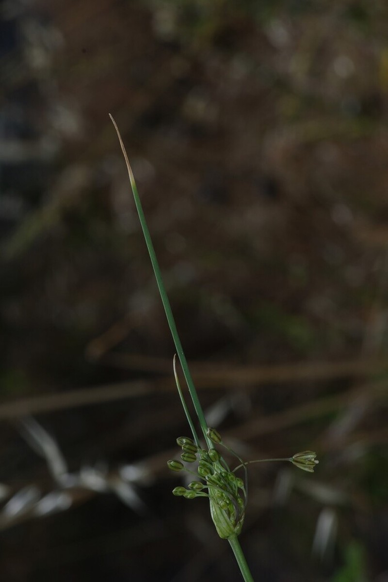 Field Garlic photo 3