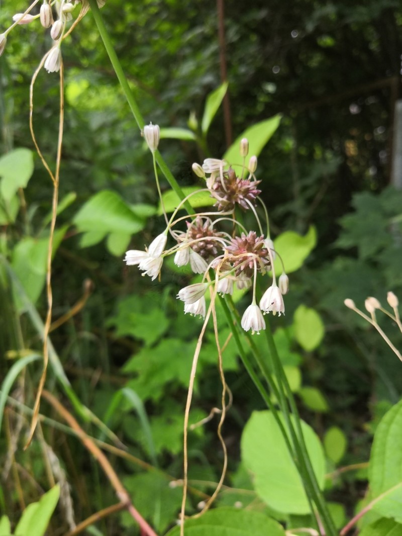 Field Garlic photo 4