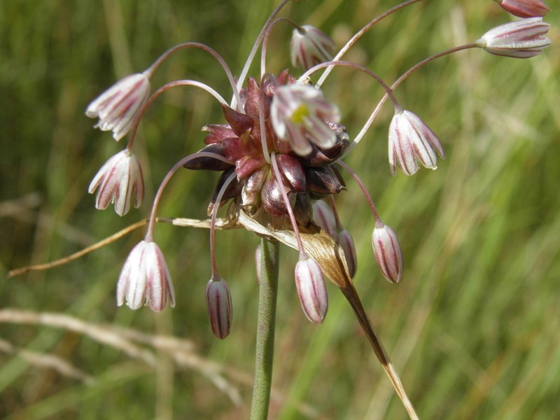 Field Garlic photo 5
