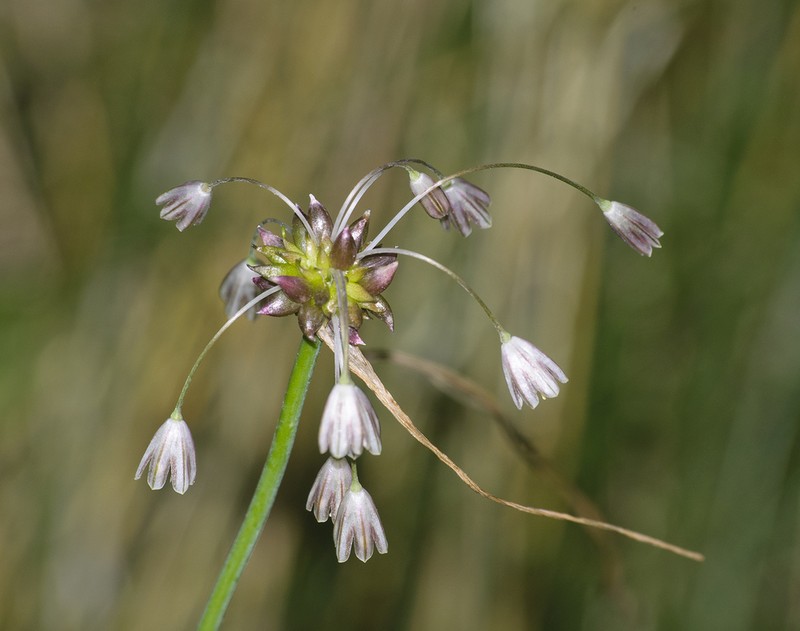 Field Garlic photo 6