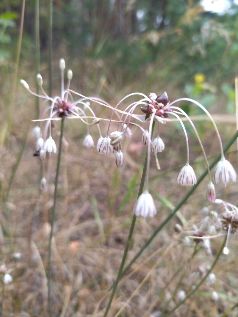 Field Garlic photo 7