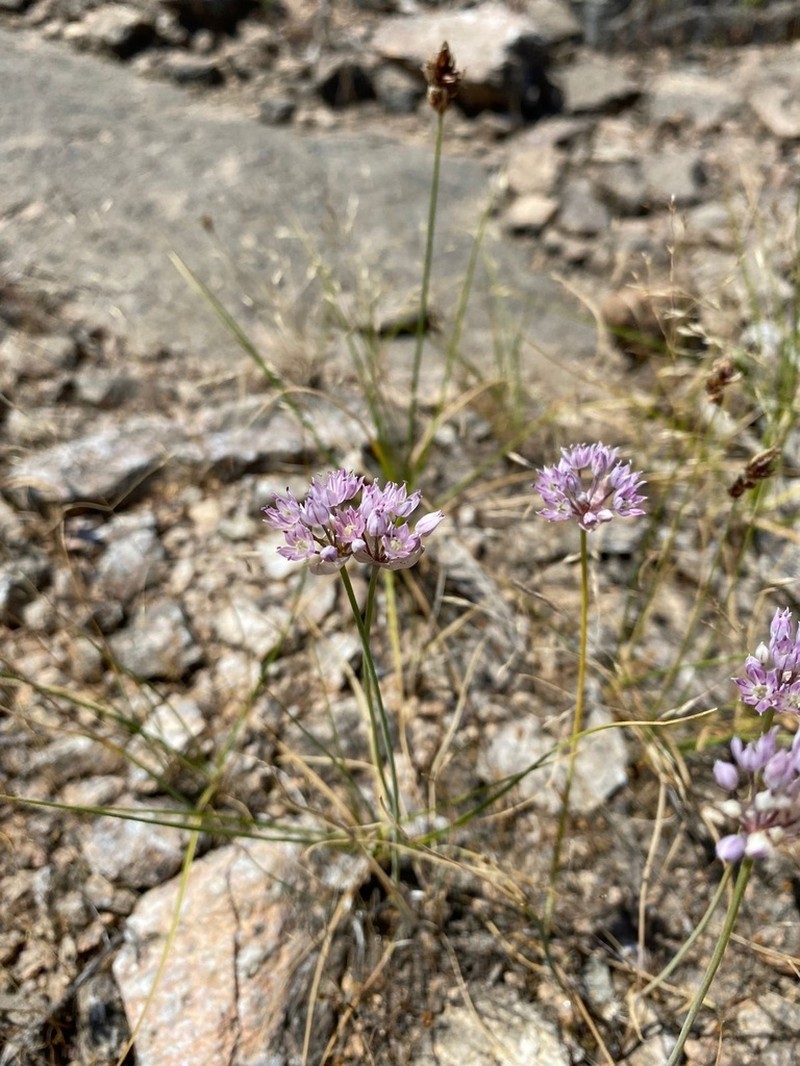 Allium oliganthum photo 3