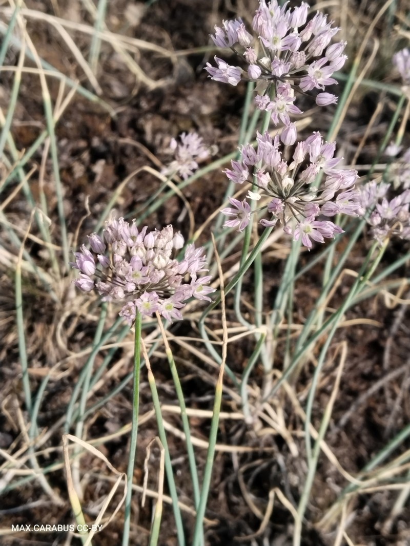 Allium oliganthum photo 4