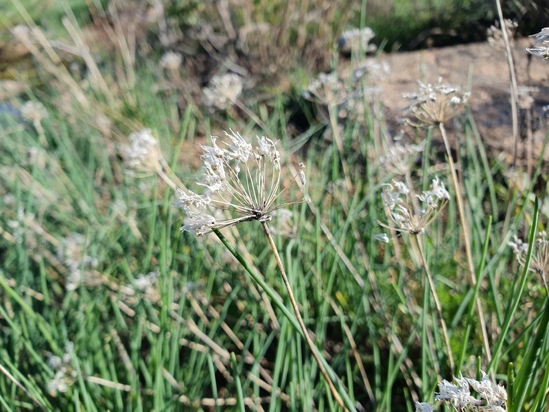 Allium oliganthum photo 5