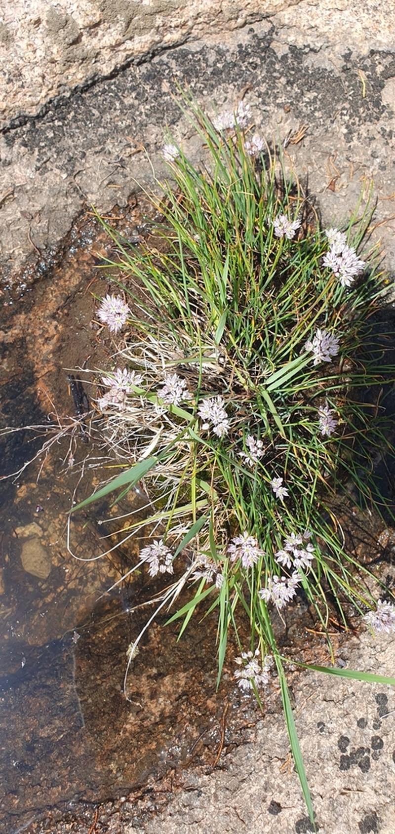 Allium oliganthum photo 6