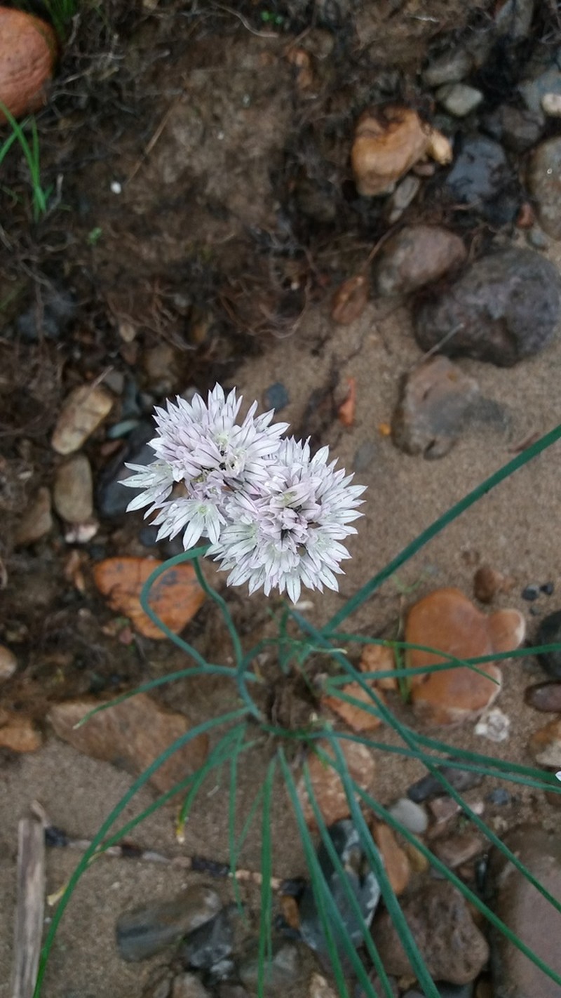 Allium oliganthum photo 7