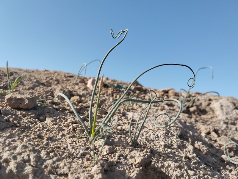 Allium ophiophyllum photo 4