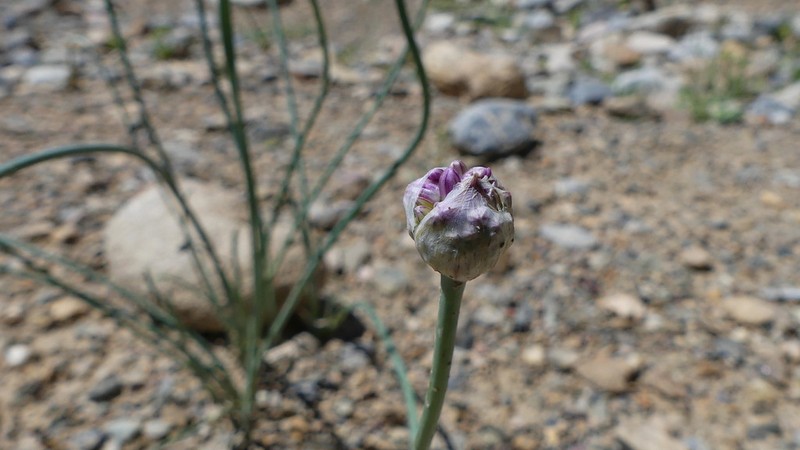 Allium ophiophyllum photo 5