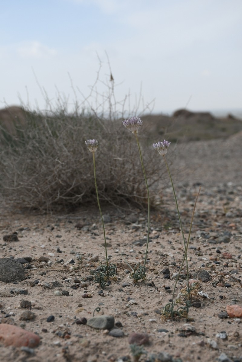 Allium ophiophyllum photo 6