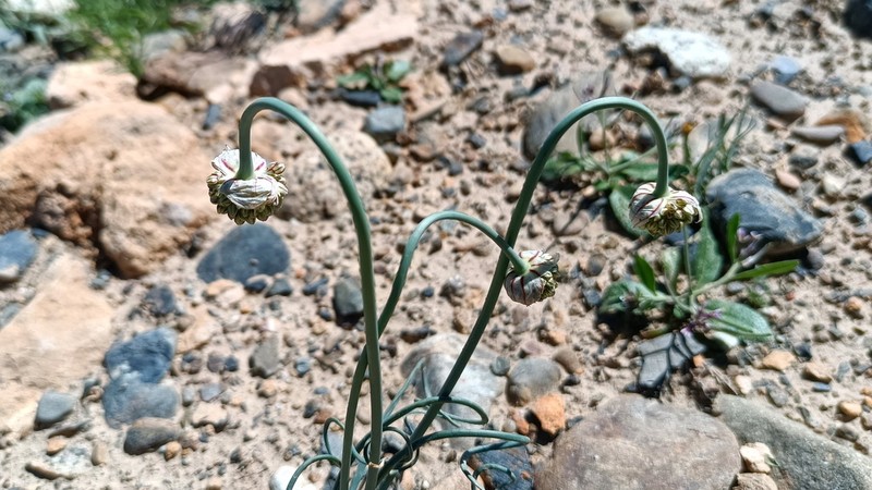 Allium ophiophyllum photo 7