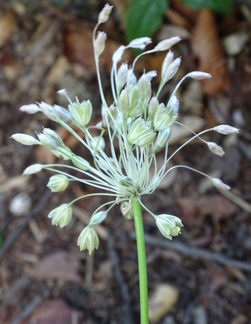 Allium oporinanthum