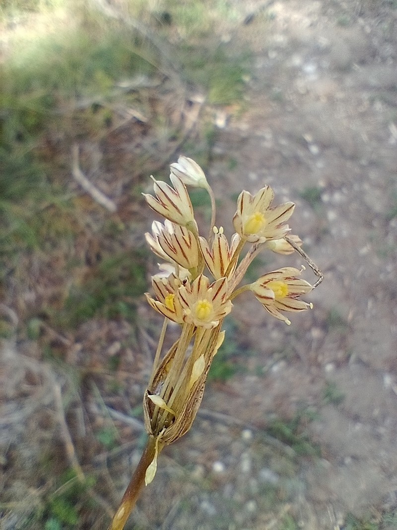 Allium oporinanthum photo 2