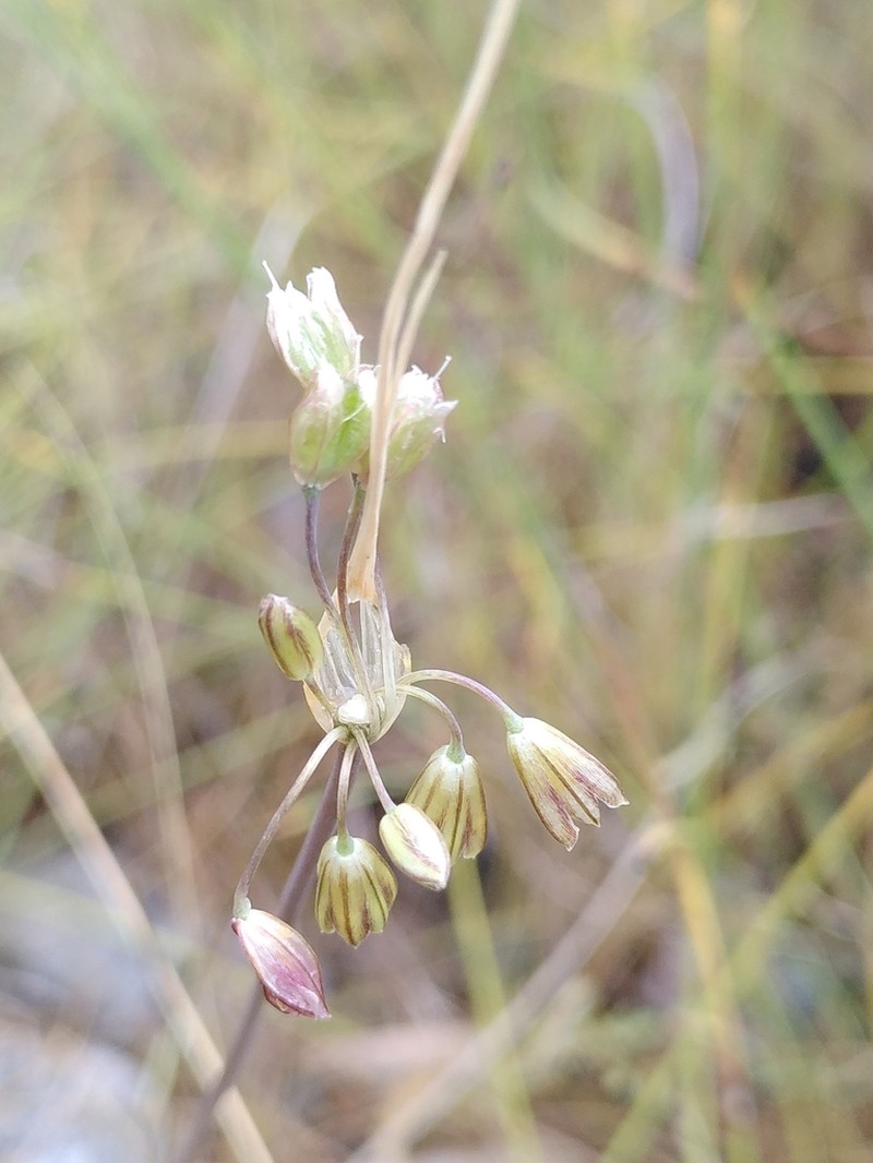 Allium oporinanthum photo 3