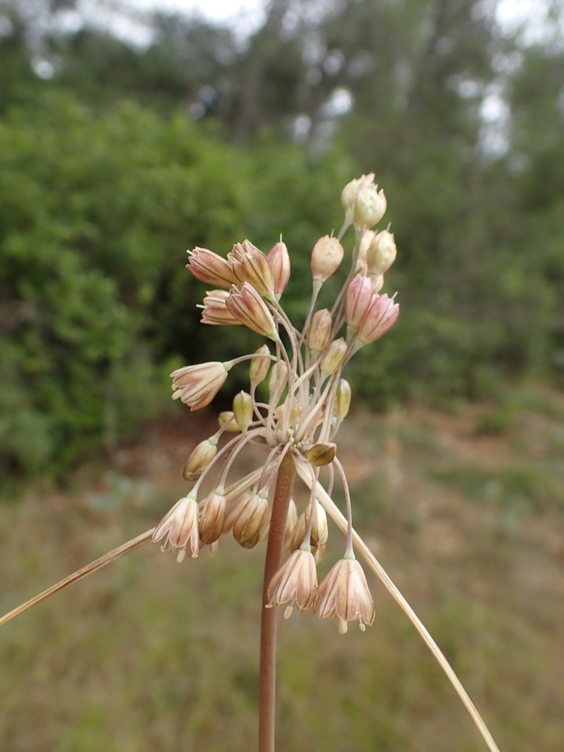 Allium oporinanthum photo 4