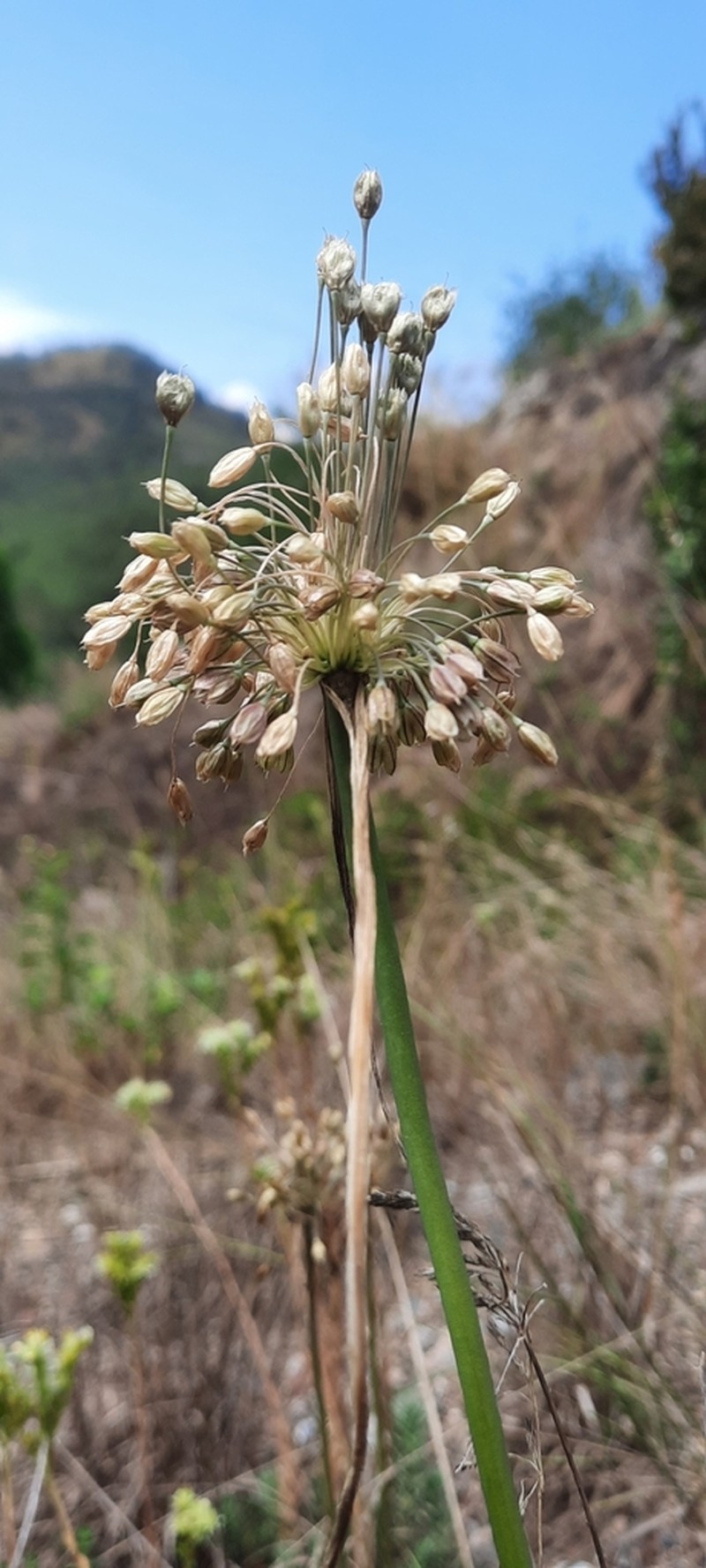 Allium oporinanthum photo 5