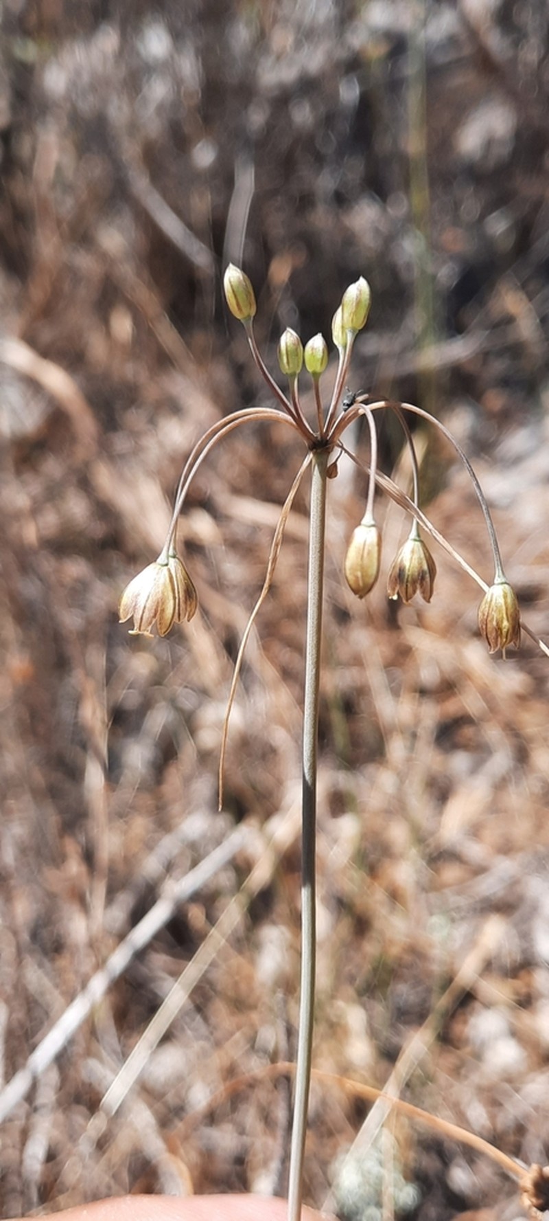 Allium oporinanthum photo 6