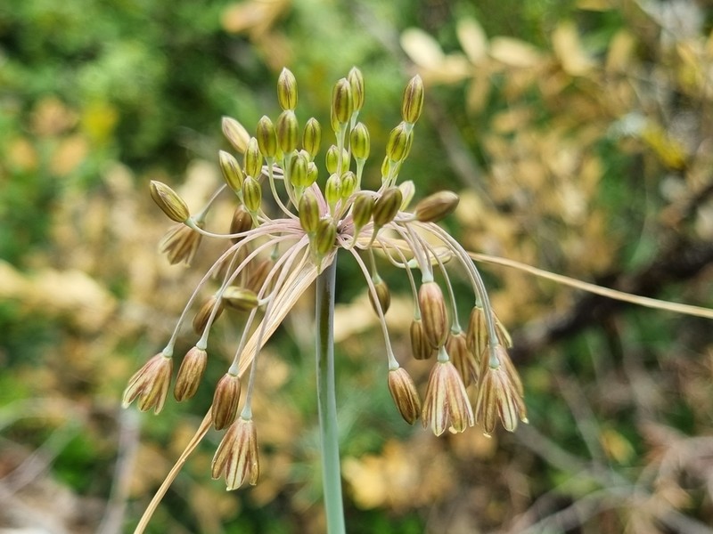 Allium oporinanthum photo 7