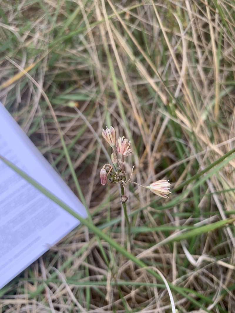 Allium oporinanthum photo 8
