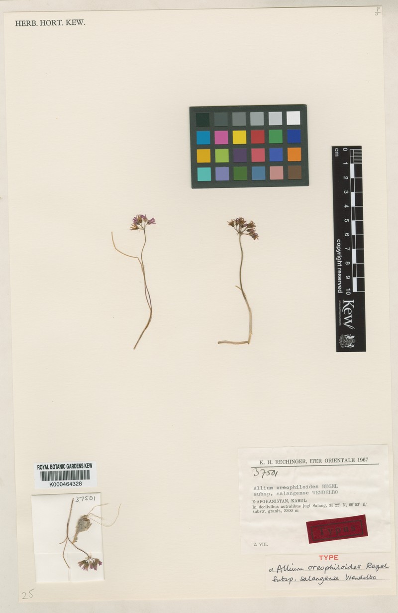 Allium oreophiloides