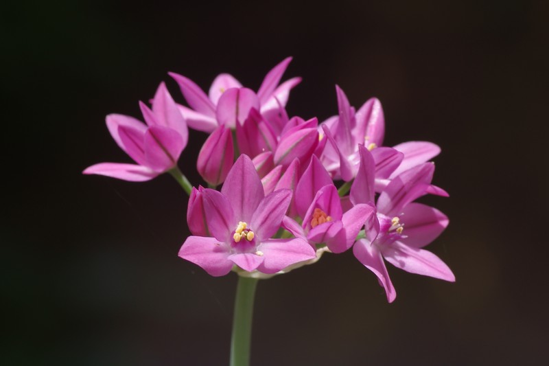 Allium oreophilum
