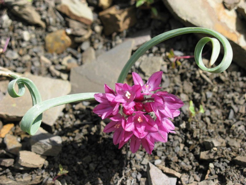 Allium oreophilum photo 2