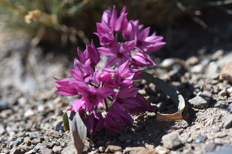 Allium oreophilum photo 3