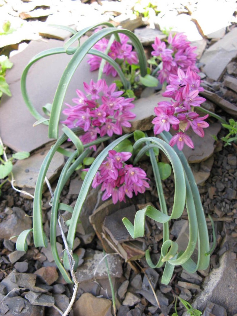 Allium oreophilum photo 4