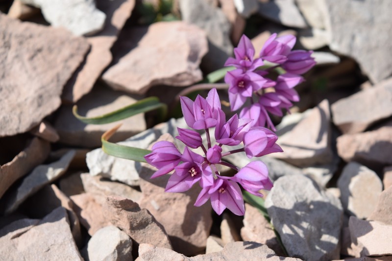 Allium oreophilum photo 5