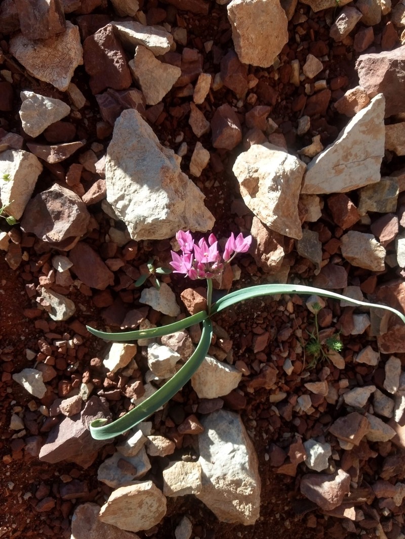 Allium oreophilum photo 6