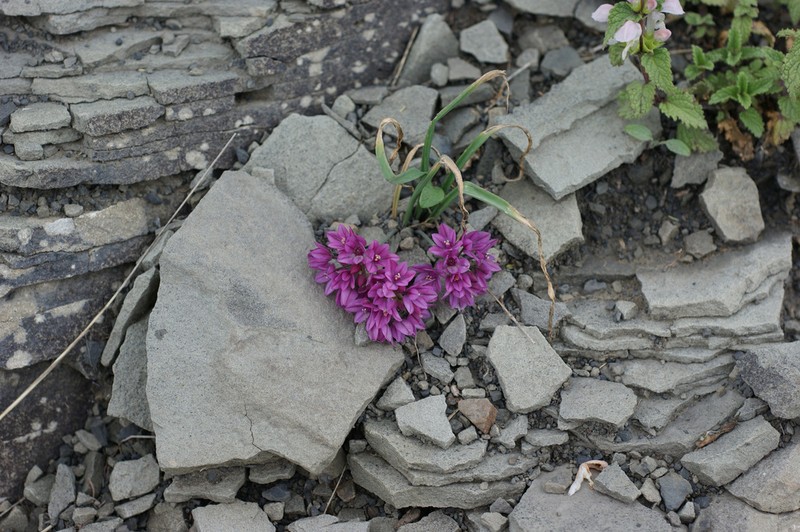 Allium oreophilum photo 7
