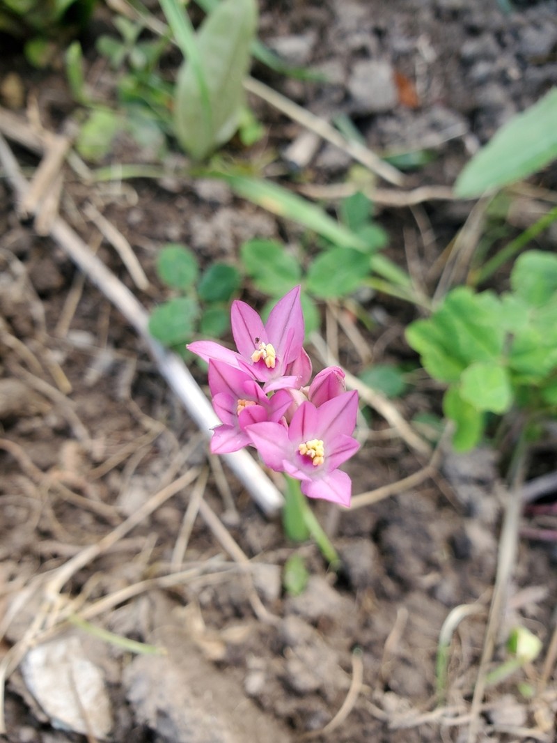 Allium oreophilum photo 8
