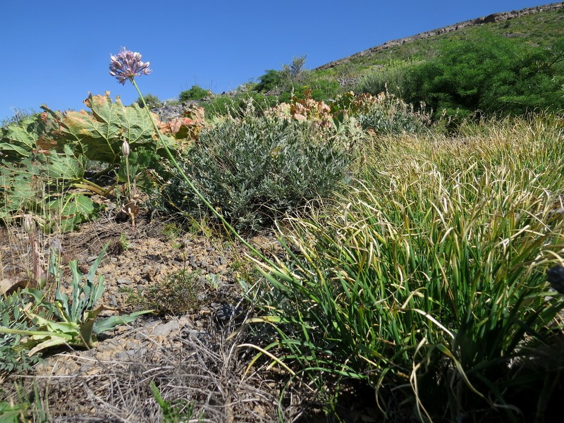 Allium oreoprasoides photo 2