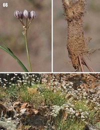 Allium oreoprasum
