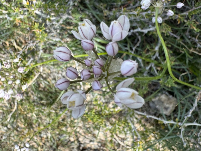 Allium oreoprasum photo 2