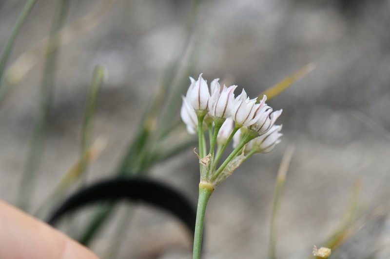 Allium oreoprasum photo 5