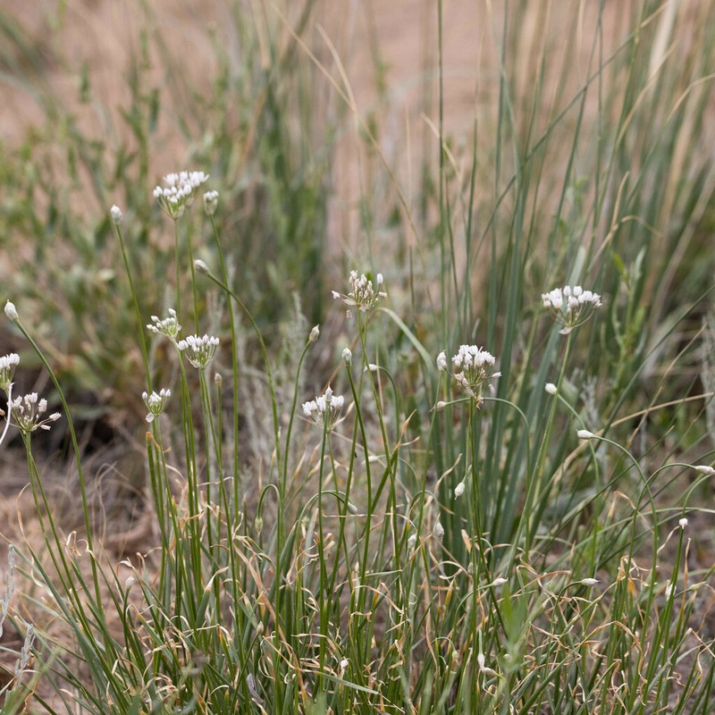 Allium oreoprasum photo 6