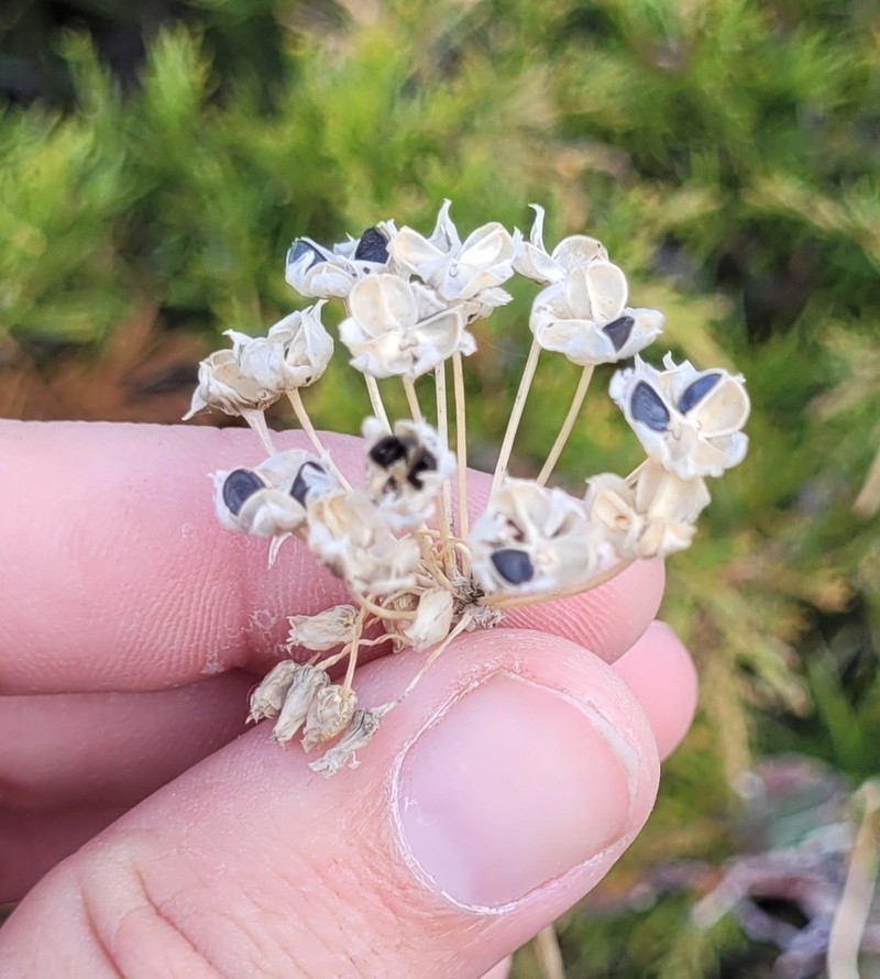 Allium oreoprasum photo 7